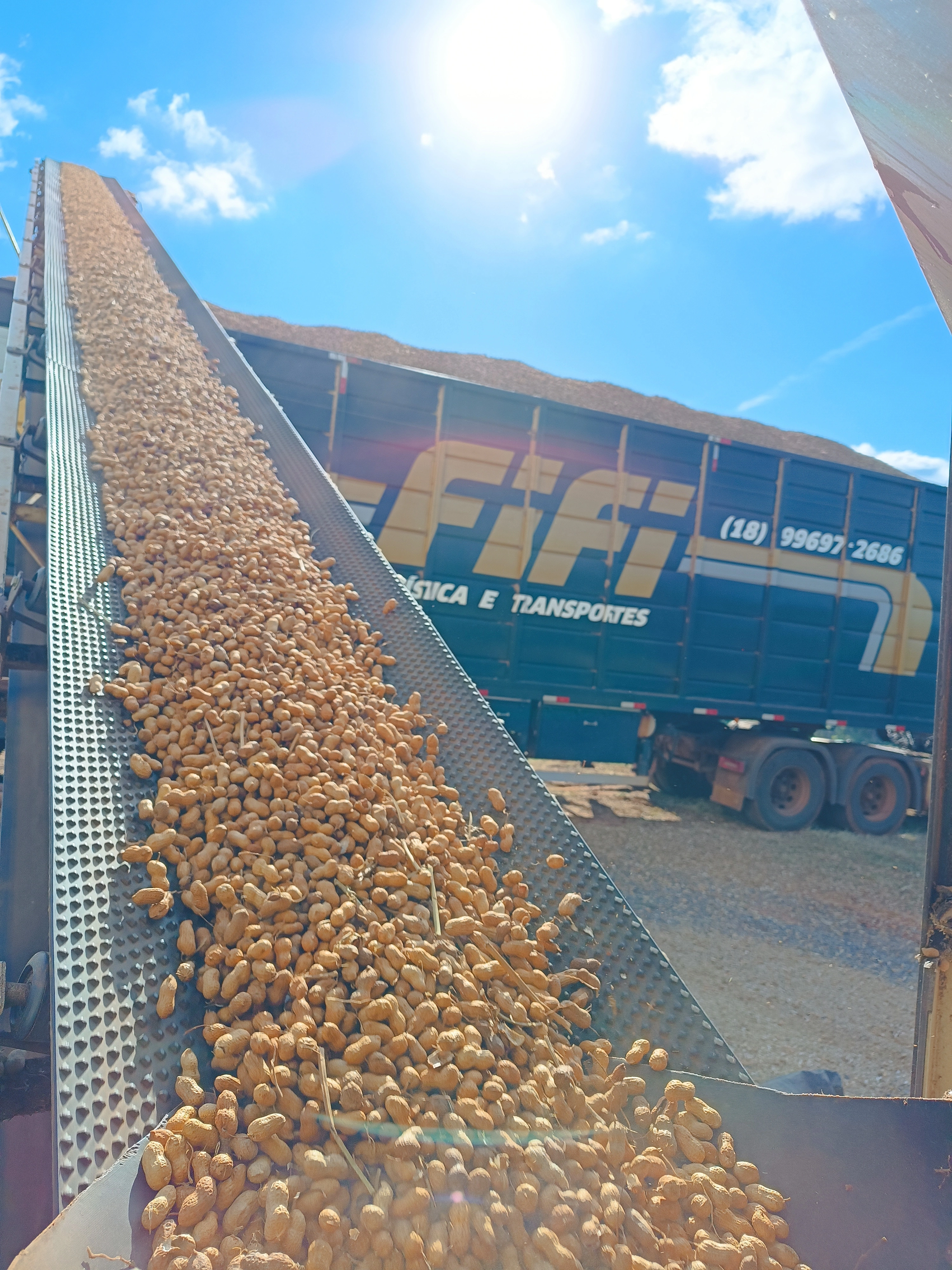 Transporte de amendoim para indústria e exportação - Fifi Transportes