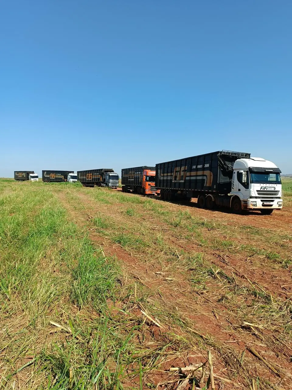 Transporte de amendoim para exportação e indústria - Fifi Transportes